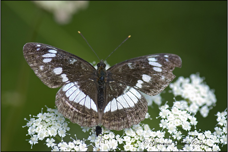 Limenitis camilla  